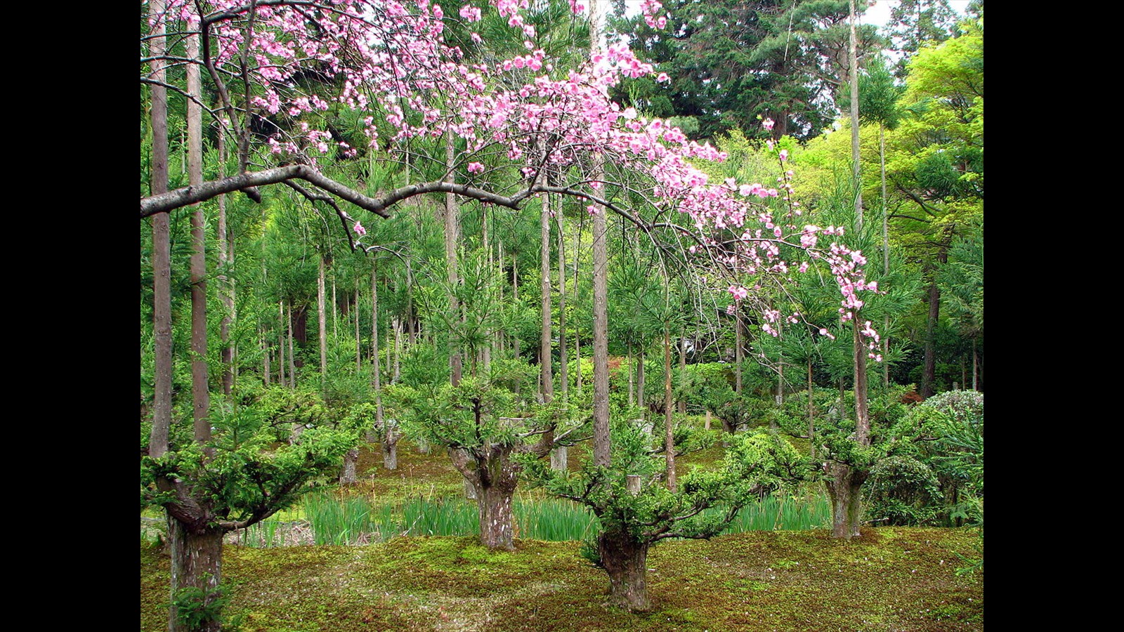 14_Ryoan-ji_garden