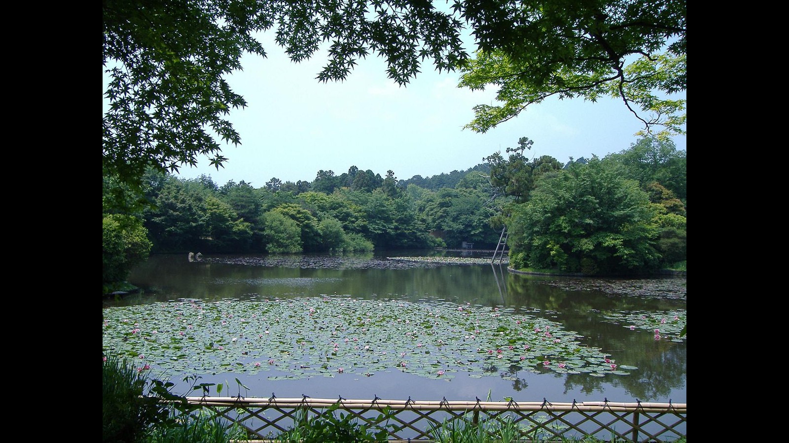 15_Ryoan-ji_pond