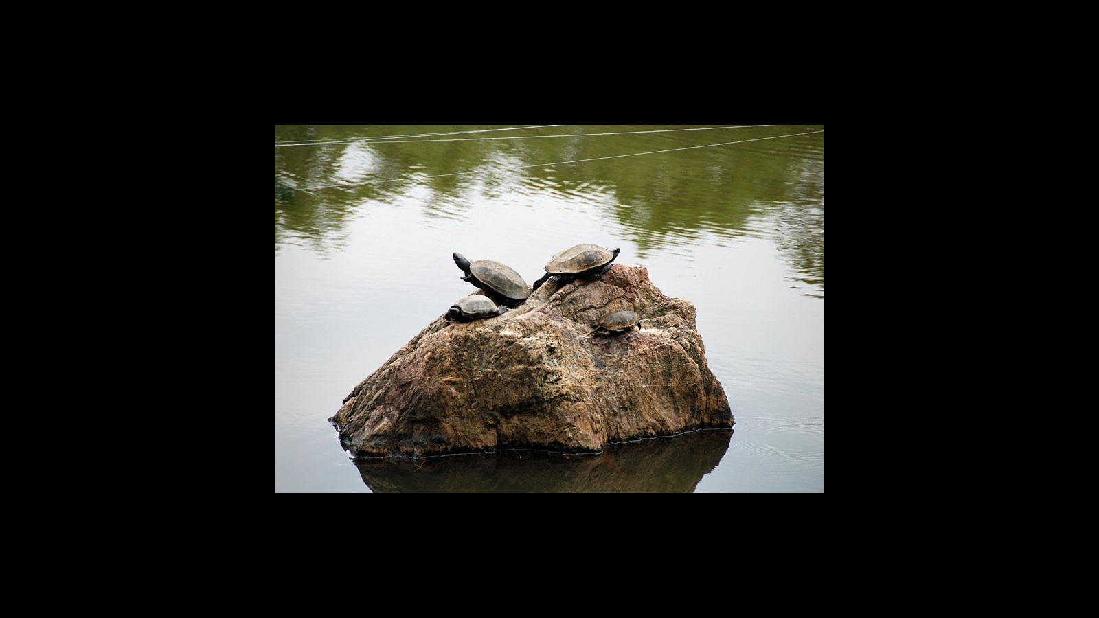 36_ryoan_schildpadjes